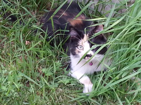 /Images/uploads/Humane Society of Utah/HSUCalendar/entries/938thumb.jpg